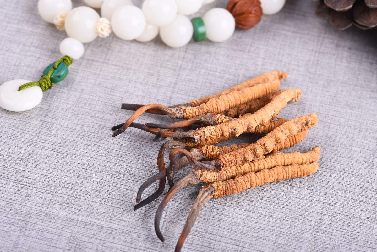 Brewing Method and Benefits of Cordyceps Tea-1