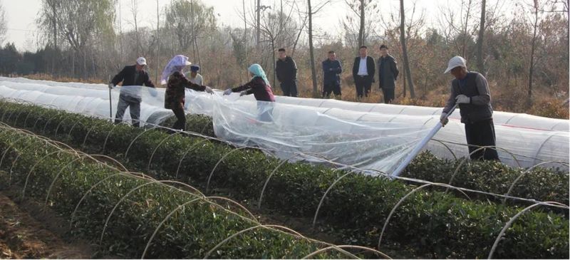 Rizhao City: Technical Guidance for Tea Gardens Dealing with Extreme Weather-5