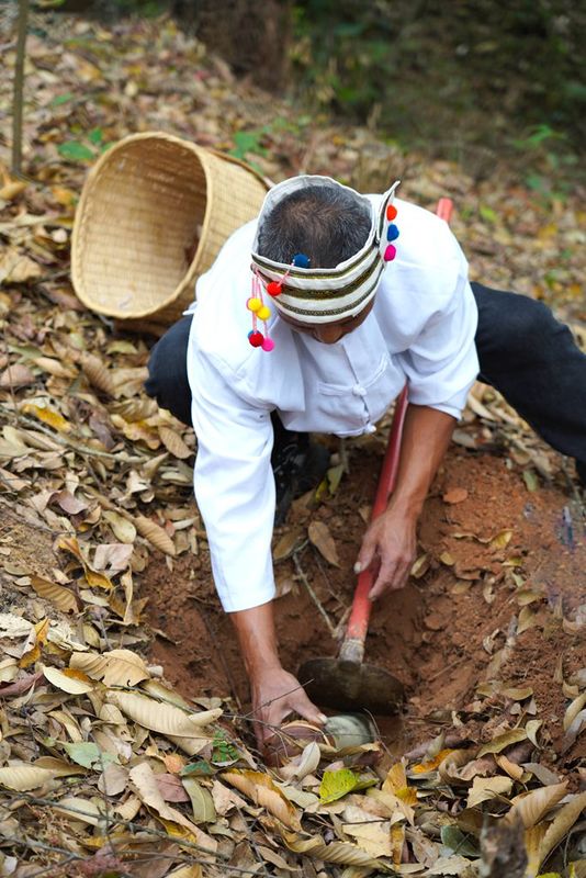 The Sour Tea of Jingmai Mountain: How Elaborate is its Preparation?-14