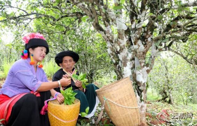 Mannuodazhai, Manghai County, Yunnan: Happiness Comes with the Aroma of Tea-1