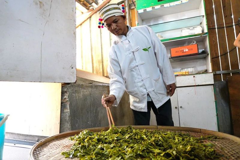 The Sour Tea of Jingmai Mountain: How Elaborate is its Preparation?-4