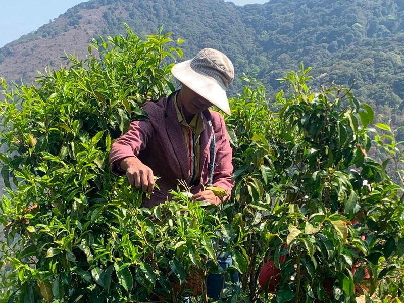 Jinggu Yizhi: The Aroma of Wild Tea in the Mountains Keeps Tea Farmers Busy Picking-6