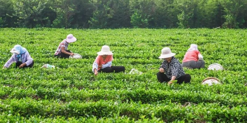 Guidance on Winter Protection and Management Techniques for Qingdao Haiqing Tea Gardens-2