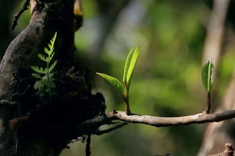 Fusion of Primary, Secondary, and Tertiary Industries on Ancient Tea Mountains: An Introduction to the Mengsong Tea Region in Menghai County-5