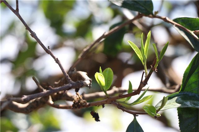 Brewing Methods for Pu'er Spring Tea and Precautions for Brewing Spring Tea-1