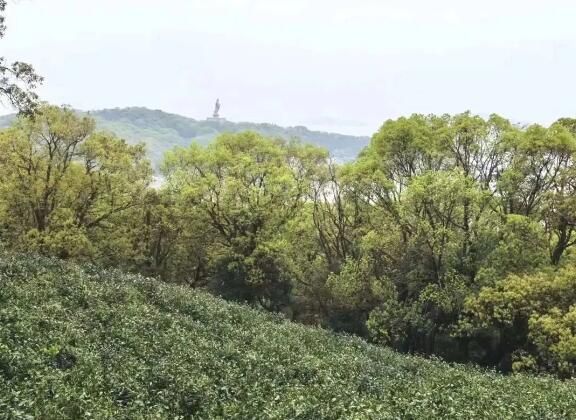 The Characteristics of Zhoushan Tea Gardens-2