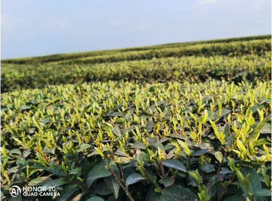 Pingshan County's Longhua Town: Enhanced Quality and Efficiency Yield New Greenery, Summer and Autumn Tea Bountiful Harvests-3