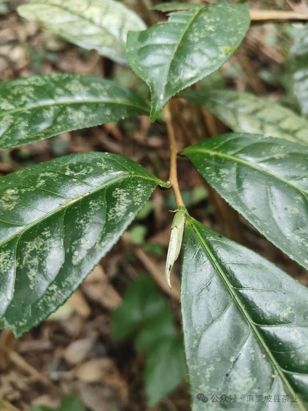 Majiepo County's Quest for Spring Tea: The Xijin Factory Wild Ancient Tree Tea Garden-4