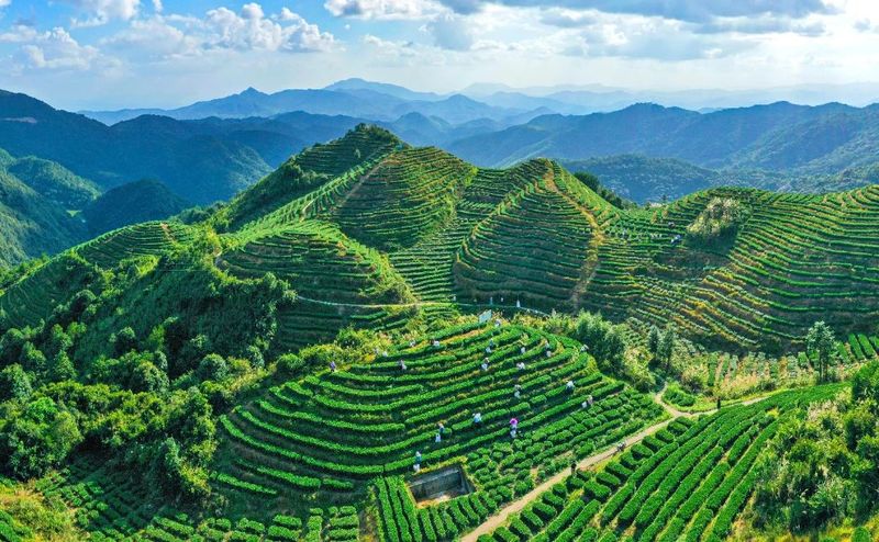 Anxi: The Capital of a Hundred Teas, Enriching the People with Each 