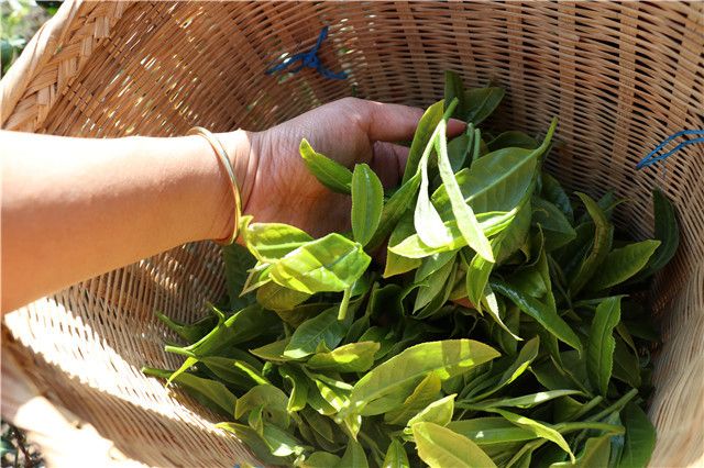 How is Mi Di Pu'er Tea Made? The Production Method of Mi Di Tea-1