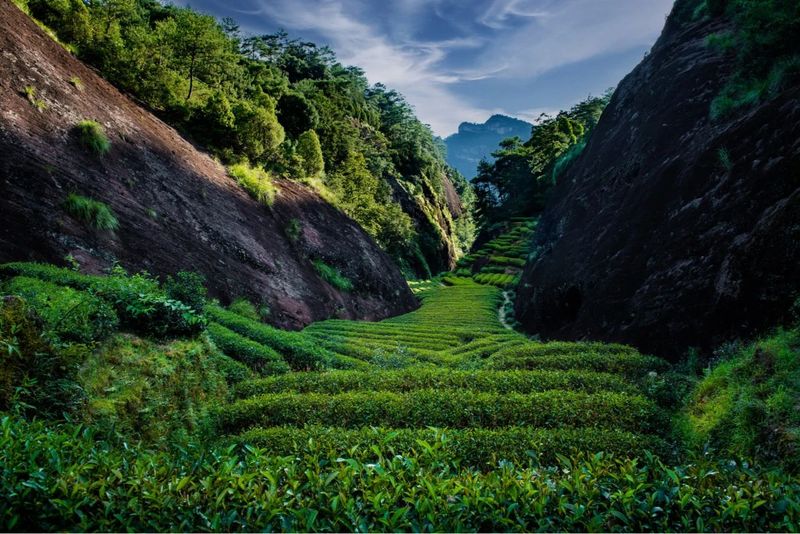 A Taste of Wuyi's Scenery in a Cup of Clear Tea-2