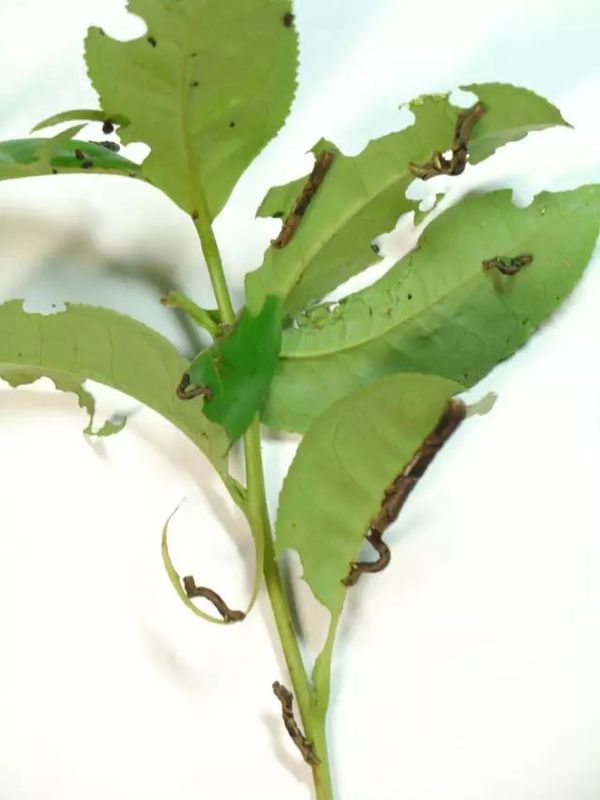 Controlling Tea Tree Pests and Diseases in an Environmentally Friendly Way: Reliable!-2