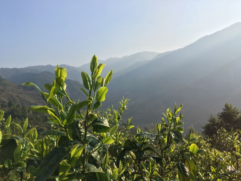 Pu'er Tea Production: The Metamorphosis of a Single Leaf-1