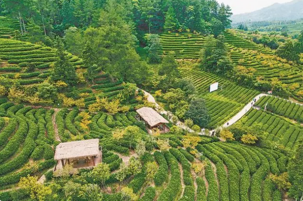 Why does Wuyishan produce fine tea? The 