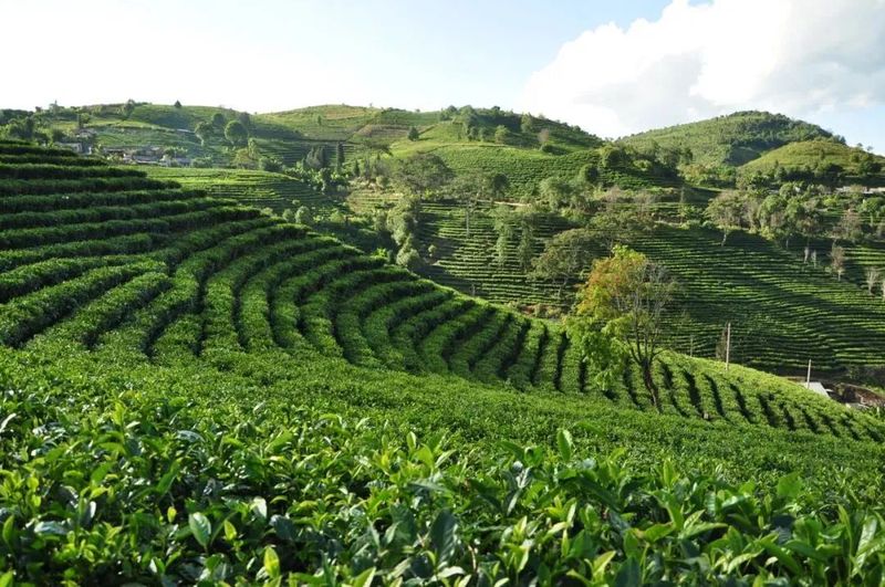 Spring Tea Season: An Overview of the History and Culture of Menghai Pu'er Tea (Part II)-2