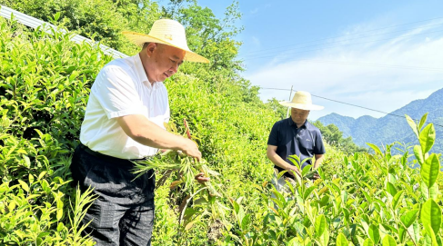 Zhaowan Township: Brothers Lead Neighboring Villages to Develop Tea Industry for Revitalization Through Collective Efforts-1