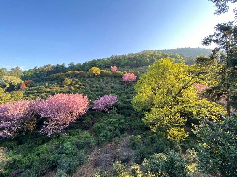 Processing Technology: The Manufacturing Process and Key Points of Dongting Mountain Biluochun Tea from Suzhou-1