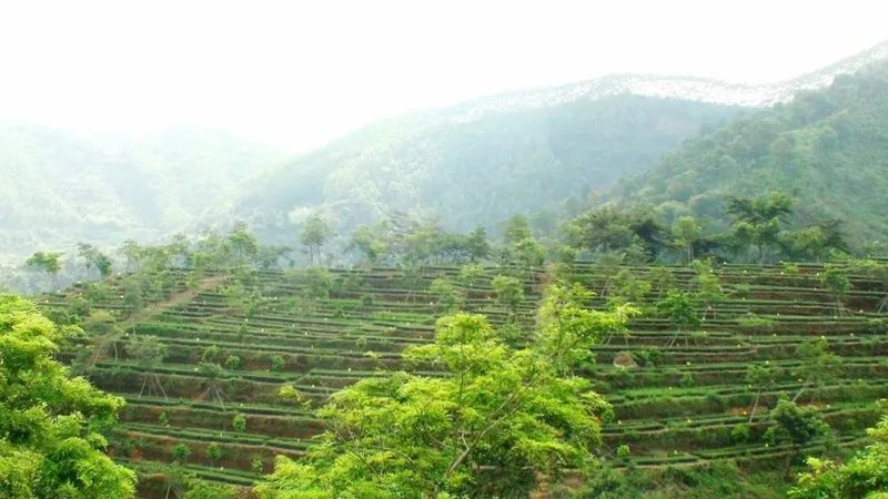 Prevention and Remedial Measures for Drought Damage in Tea Gardens-5