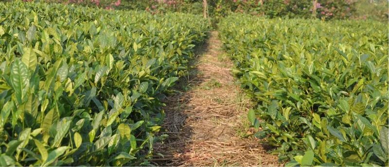 Rizhao City: Technical Guidance for Tea Gardens Dealing with Extreme Weather-10