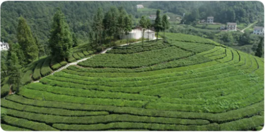 Tea Experts Bestow Knowledge and Resources on Farmers: Green Prevention Measures Paint a New Picture of a Thriving, Eco-Friendly Tea Industry!-2