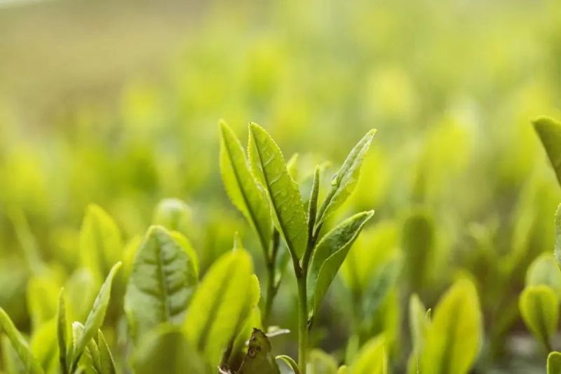 Is Spring Tea Simply Tea from Spring? Beware, It Might Be 