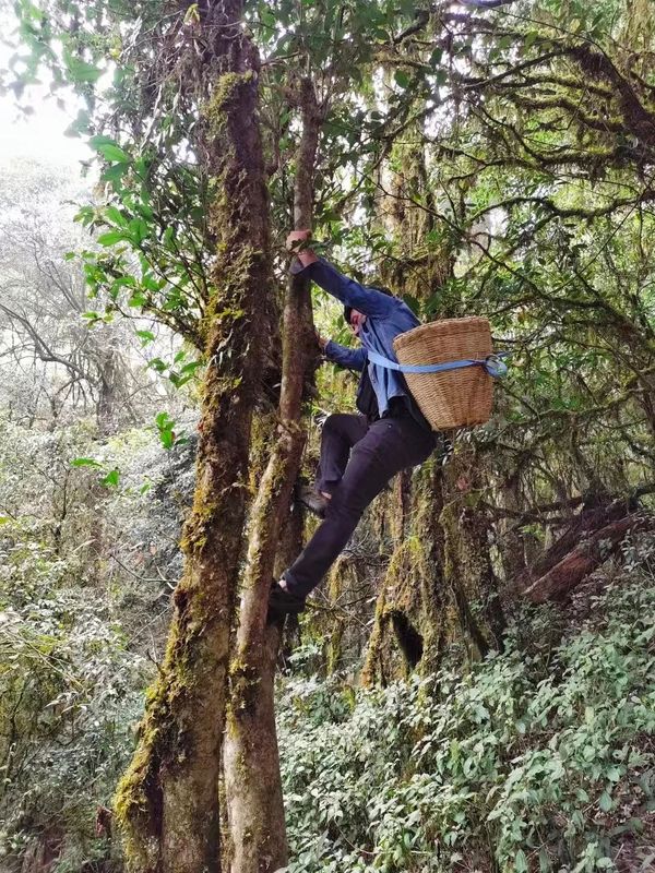 Jinggu Yizhi: The Aroma of Wild Tea in the Mountains Keeps Tea Farmers Busy Picking-9