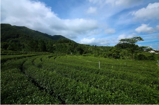 Eco-Farming Yields Rich Tea Aroma! Savor the Scents, Encounter the “ShenZhen Quality” Tea on High Mountains