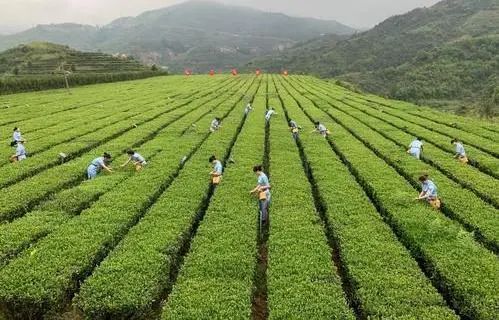 Growing and Processing of Anxi Tieguanyin-5