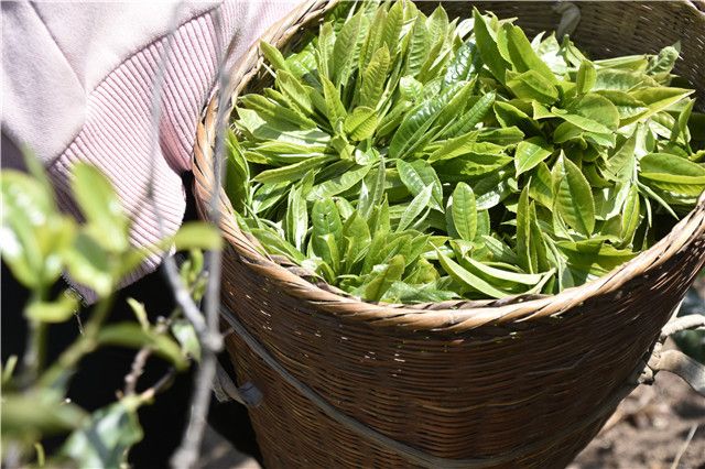 Man Nu Spring Tea Prices for 2024-2