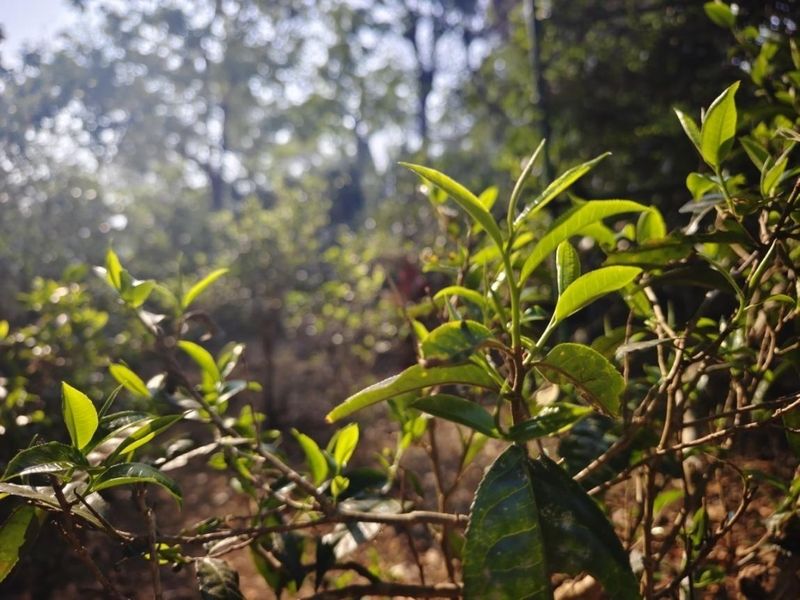 Jingmai Mountain Welcomes Its First Spring Tea Harvest Season After World Heritage Success-1