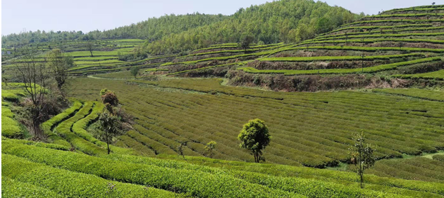 Countermeasures for Frost Damage in Guizhou's Spring Tea Gardens in 2022-10