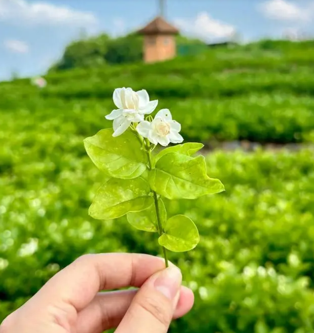 Intangible Cultural Heritage: The Jasmine Snowball, a Dive into the Sea of Jasmine-1