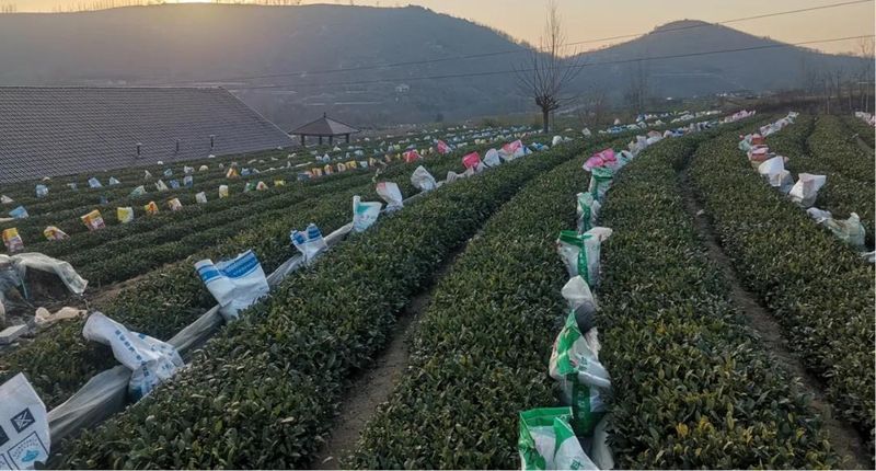 Rizhao City: Technical Guidance for Tea Gardens Dealing with Extreme Weather-1