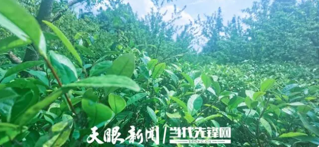 Lei Junzhen, Tea Farmer of Pingba: Staying True to Pingba Tea and Pursuing Purity-4