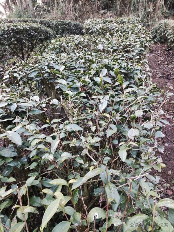 Exploring Tea Garden Revitalization Through Pruning in Hubei-2