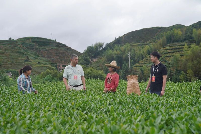 Anxi: The Capital of a Hundred Teas, Enriching the People with Each 