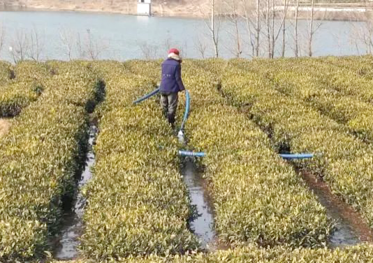 Technical Points: Spring Tea Garden Management Technical Recommendations-4