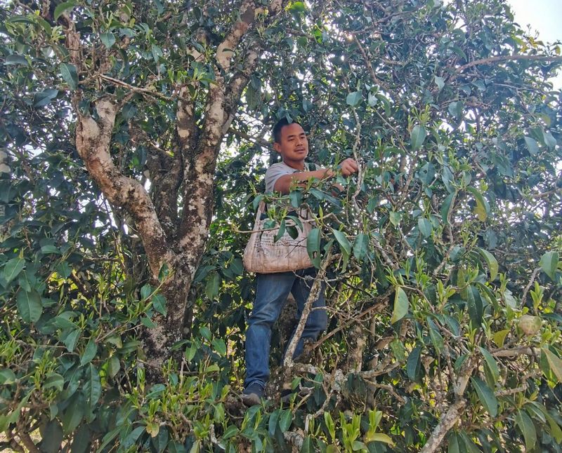 Jinggu Yizhi: The Aroma of Wild Tea in the Mountains Keeps Tea Farmers Busy Picking-10