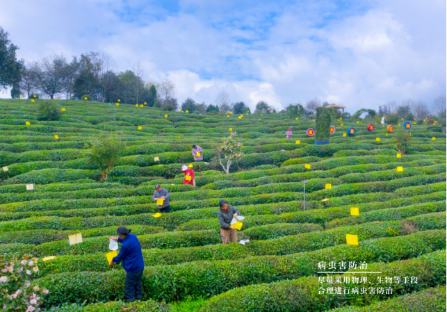 Anhui Academy of Agricultural Sciences Tea Research Institute: Spring Tea Garden Management Techniques-4