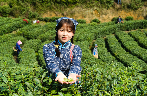 Ji'an Suichuan: Savoring the Fragrant Charm of a Tea Haven-2