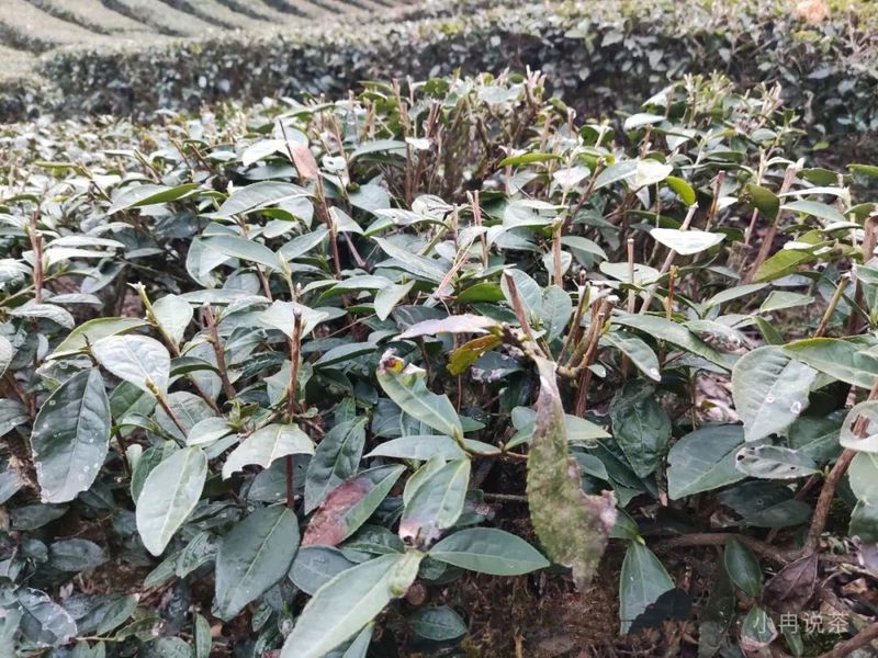 Exploring Tea Garden Revitalization Through Pruning in Hubei-3