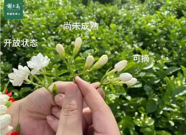 Intangible Cultural Heritage: The Jasmine Snowball, a Dive into the Sea of Jasmine-5