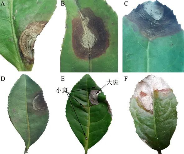 Identification and Control of Tea Grey Blight-1