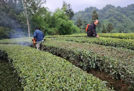 Pingshan County's Longhua Town: Enhanced Quality and Efficiency Yield New Greenery, Summer and Autumn Tea Bountiful Harvests-4