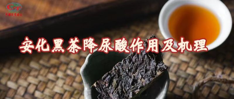 Academy Member Liu Zhonghua's Team on the Uric Acid Lowering Effect and Mechanism of Anhua Dark Tea-1