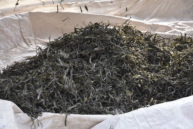 How is Mi Di Pu'er Tea Made? The Production Method of Mi Di Tea-3