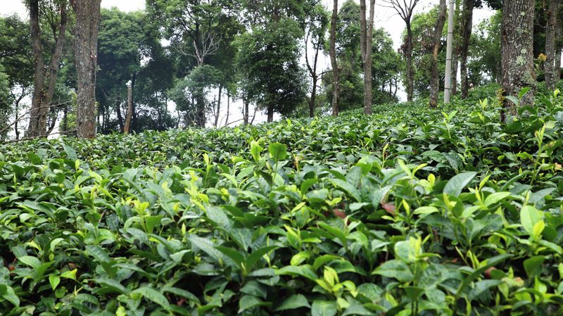 Mojiang: Tea Gardens Verdant After the Rain-9