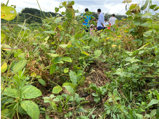 Intercropping Soybeans in Young Mountainous Guizhou Tea Gardens for Weed Control and Soil Fertility Improvement-5