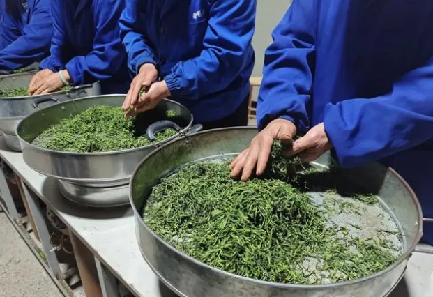 Wugang's Agricultural Special Feature: Turning Small Tea Leaves into a Big Industry-2