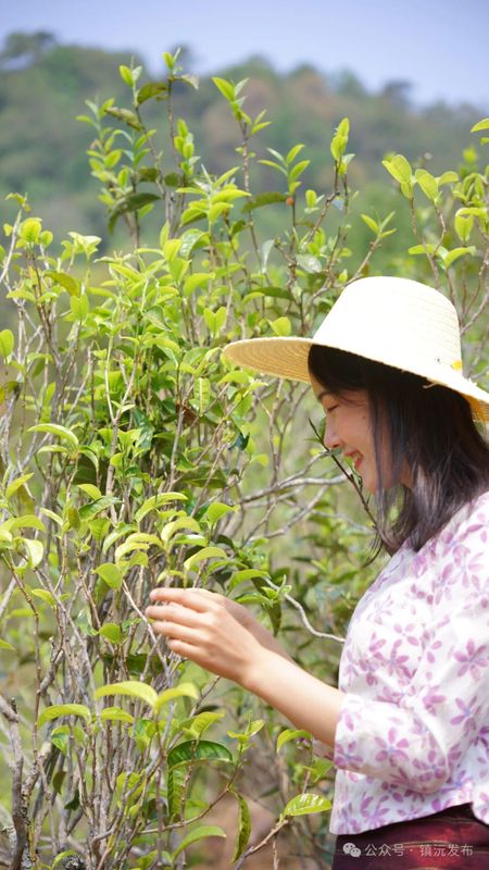 Eight Key Tea Areas in Zhenyuan, Yunnan: Each Mountain Unique, Every Season Beautiful-9